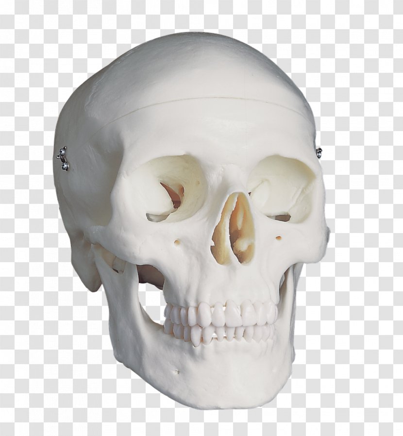 Skull Anatomy Brain Homo Sapiens Falx Cerebri Transparent PNG