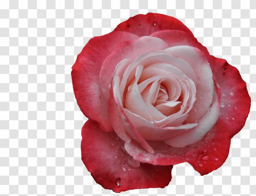 Garden Roses Cabbage Rose Floribunda Petal Cut Flowers - РОЗЫ Transparent PNG