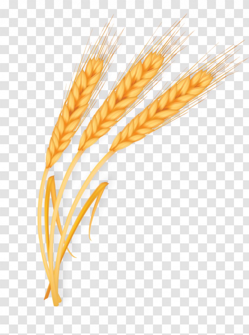 Wheat Gold - Commodity - Golden Transparent PNG