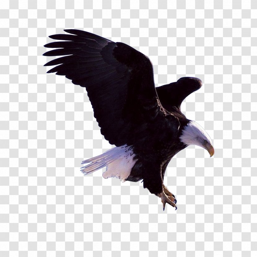 bald eagle bird fauna flying eagles transparent png pnghut