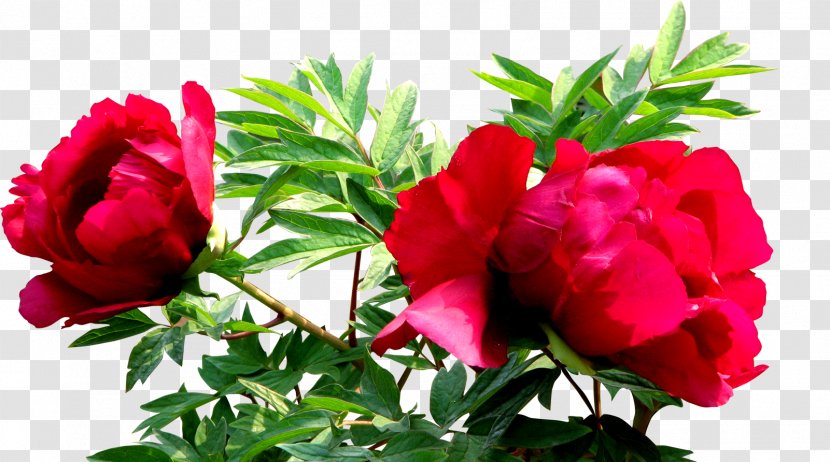 Beach Rose Flower - Flowering Plant - Ornament Transparent PNG