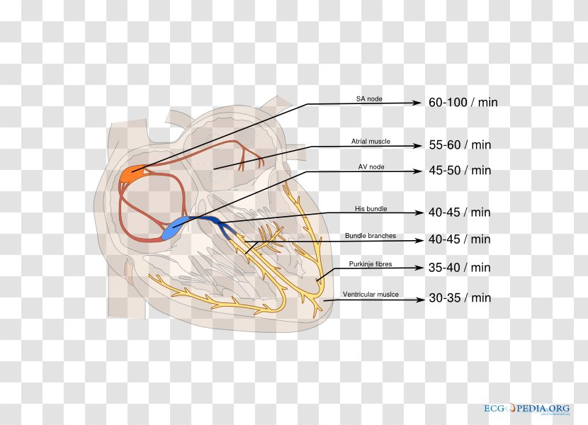 Atrioventricular Node Electrocardiography Sinoatrial Right Bundle Branch Block Cardiology - Watercolor - Heart Transparent PNG