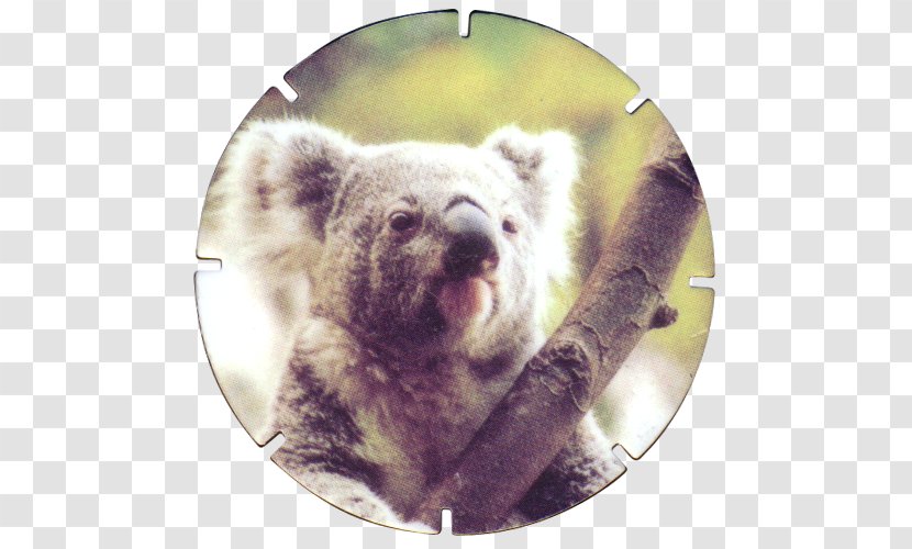 Koala Marsupial Mammal Animal Snout Transparent PNG
