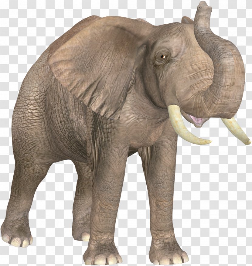 African Elephant Indian Ivory Transparent PNG