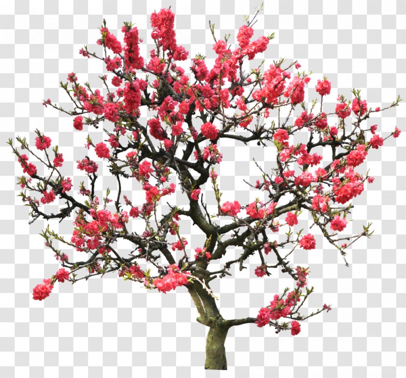 Tree Photography Clip Art - Twig - Cherry Blossom Transparent PNG