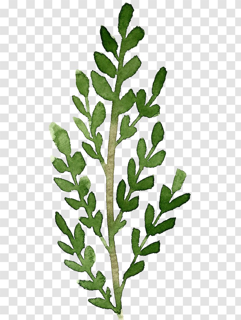 Leaf Twig Plant Stem - Leaves Transparent PNG