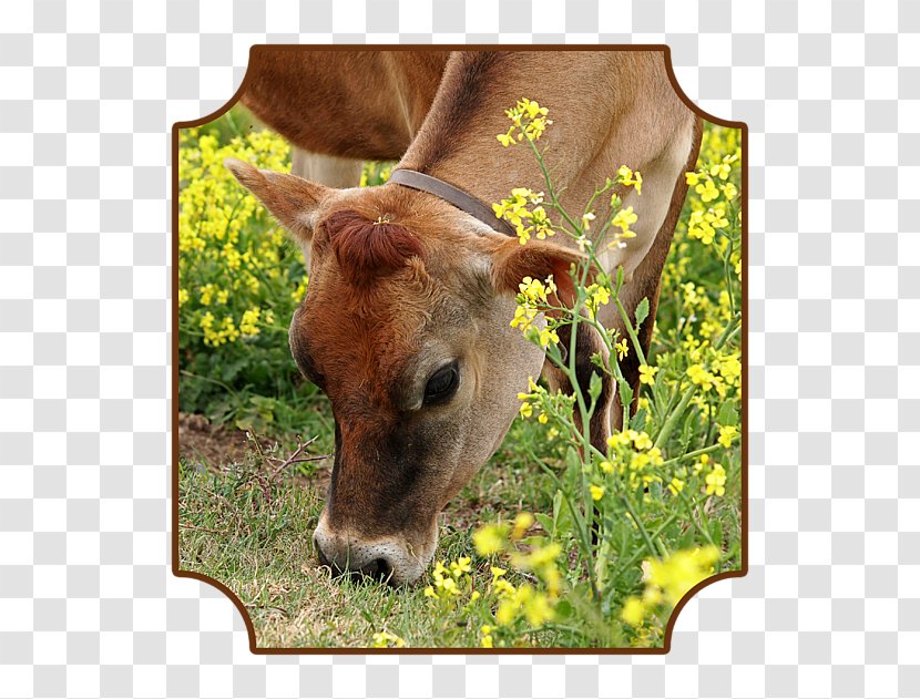 Calf Jersey Cattle Charolais Grazing Art Transparent PNG