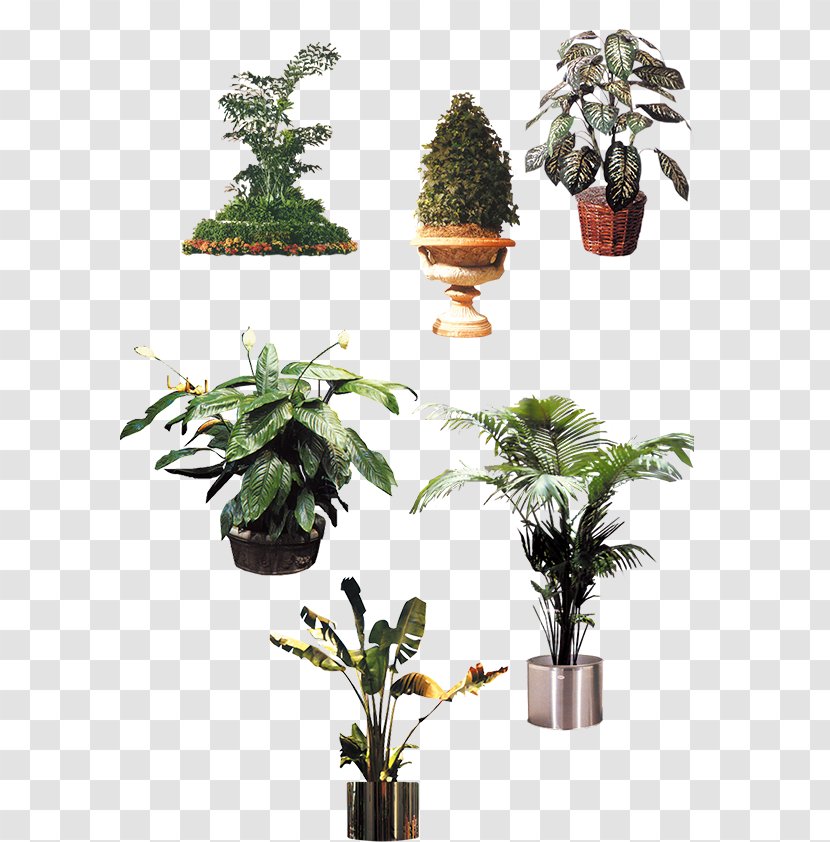 Houseplant Flowerpot Tree - Exotic Vegetation Transparent PNG
