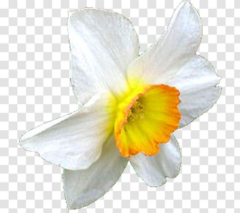 Daffodil Flower Clip Art - Flowering Plant - Narcissus Transparent PNG