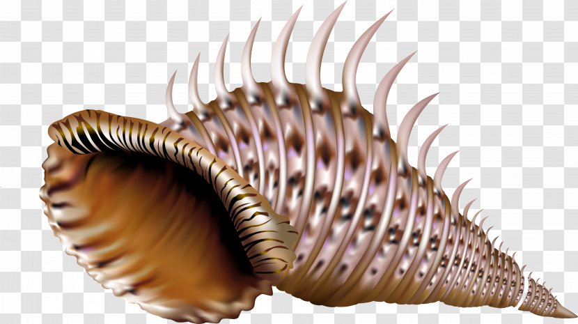 Earth Sea - Aquatic Animal - Conch Transparent PNG