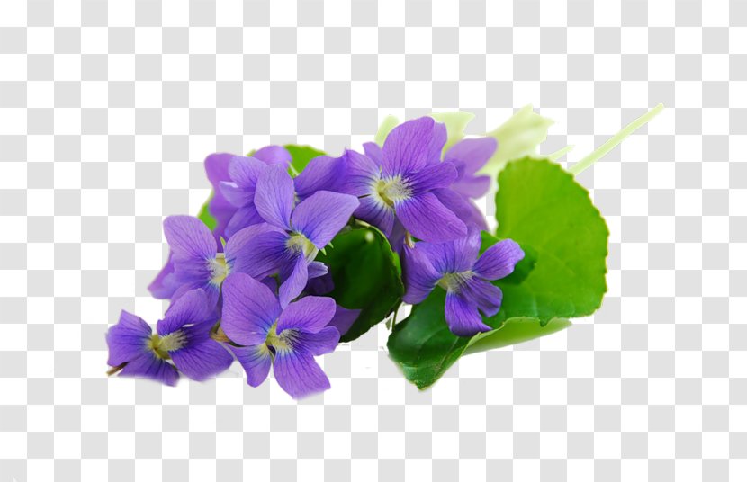 Sweet Violet African Violets Parma Royalty-free - Royaltyfree Transparent PNG