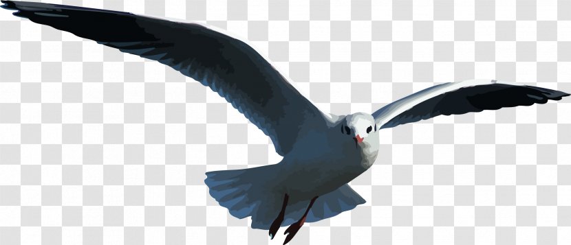Clip Art - Bird - Gull Transparent PNG