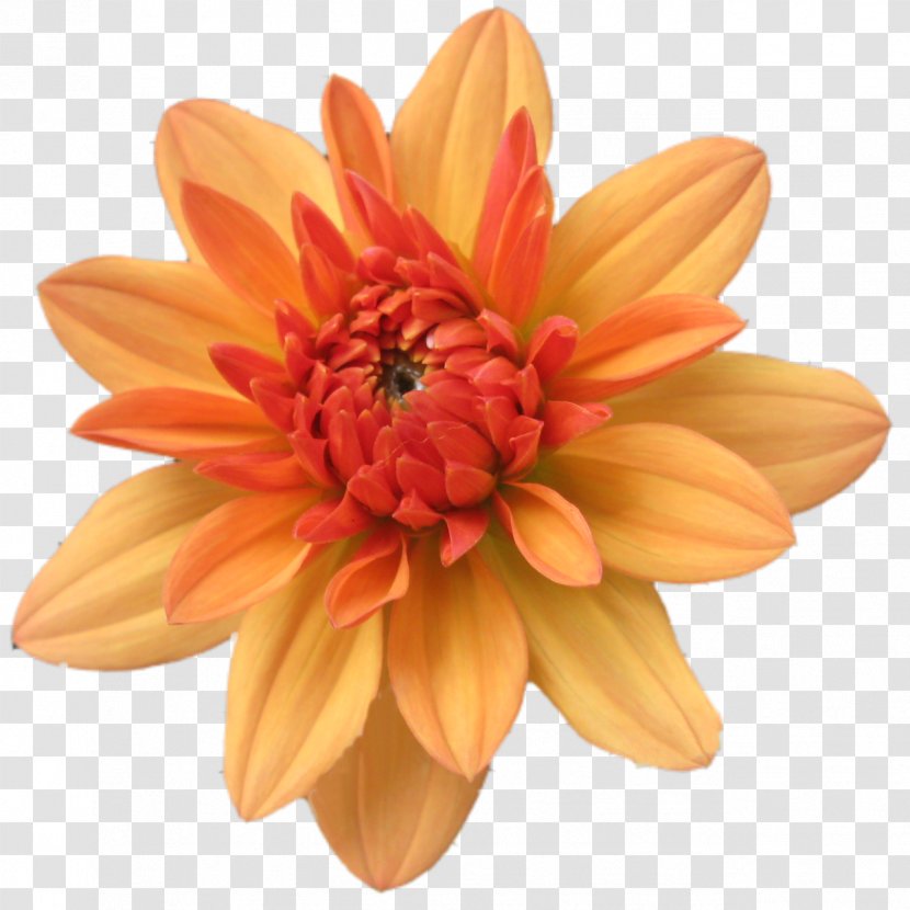 Orange Flower Clip Art - Gerbera Transparent PNG