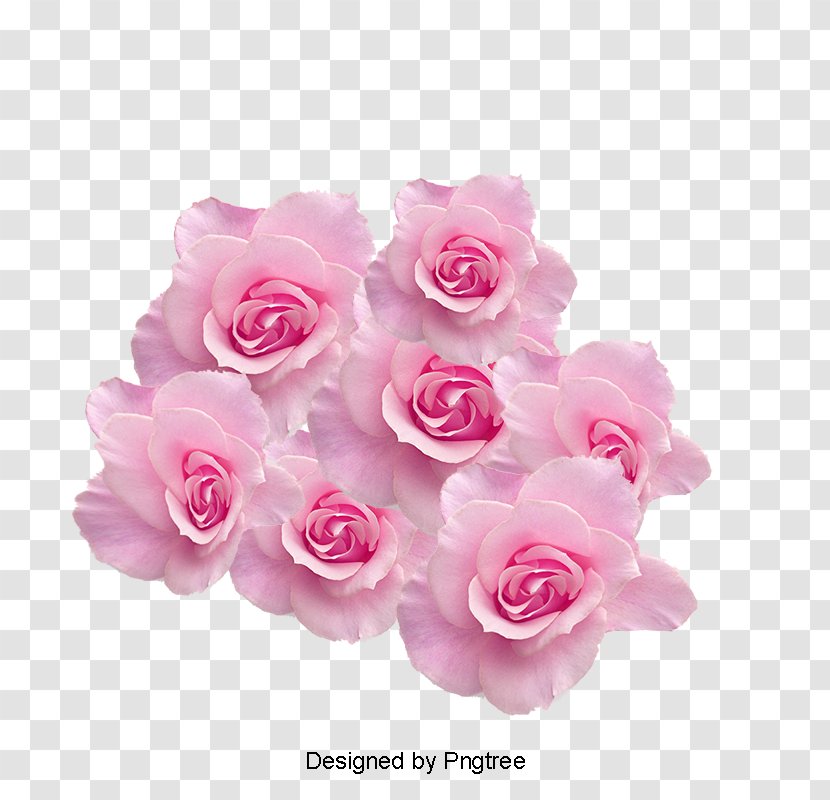 Garden Roses Cherry Blossom Image Psd Graphics - Pink Family Transparent PNG