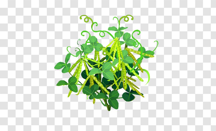 Snow Pea Plant Vegetable Leaf - Google Images - Pod Transparent PNG