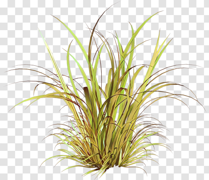 Grass Plant Terrestrial Plant Grass Family Houseplant Transparent PNG