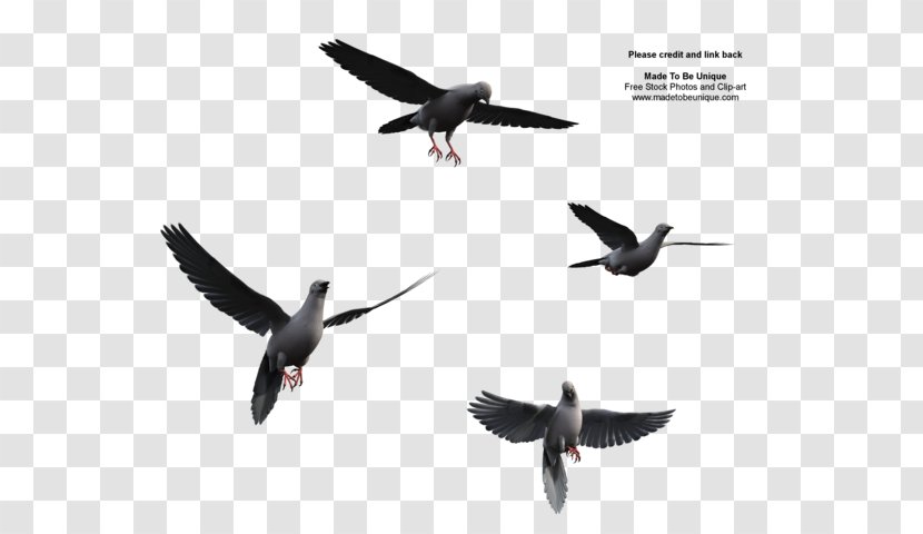 Bird Flight Wing Clip Art - Ducks Geese And Swans - Flying Transparent PNG