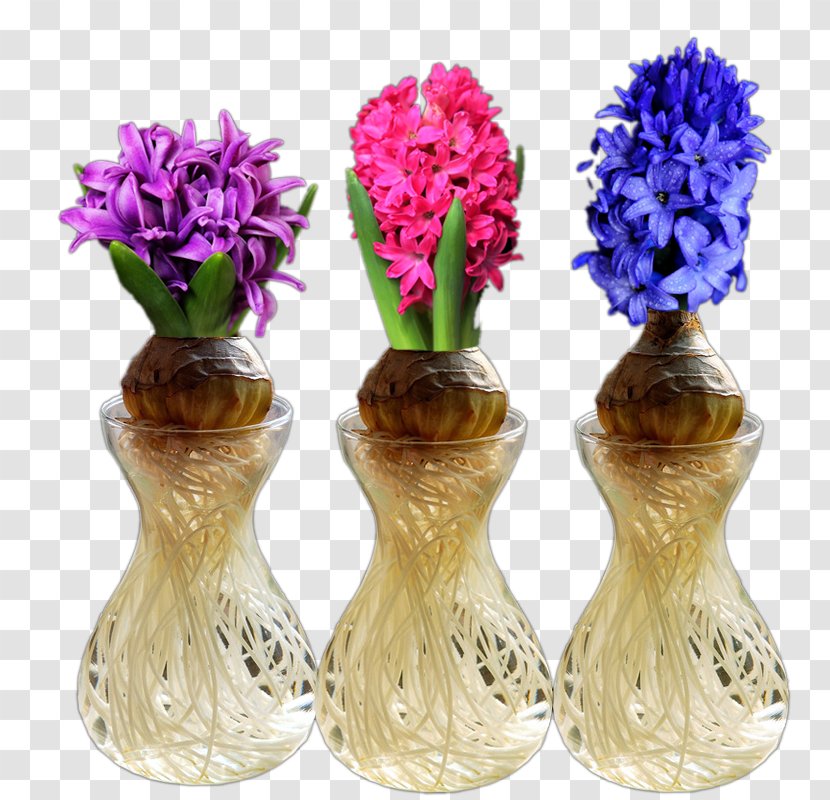 Hyacinthus Orientalis Cut Flowers Common Water Hyacinth Blue Plant Transparent PNG