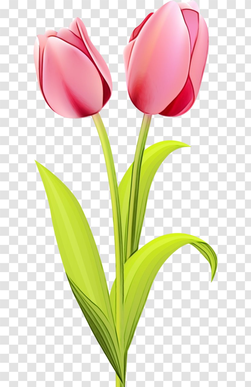 Watercolor Pink Flowers - Lily Family - Artificial Flower Anthurium Transparent PNG