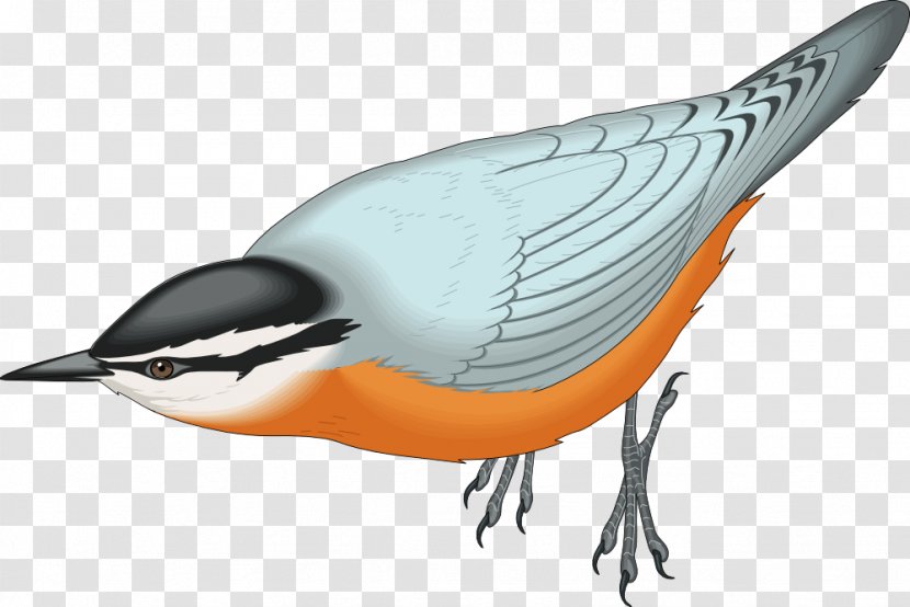Red-breasted Nuthatch White-breasted Bird Clip Art - Fauna - Macaw Transparent PNG