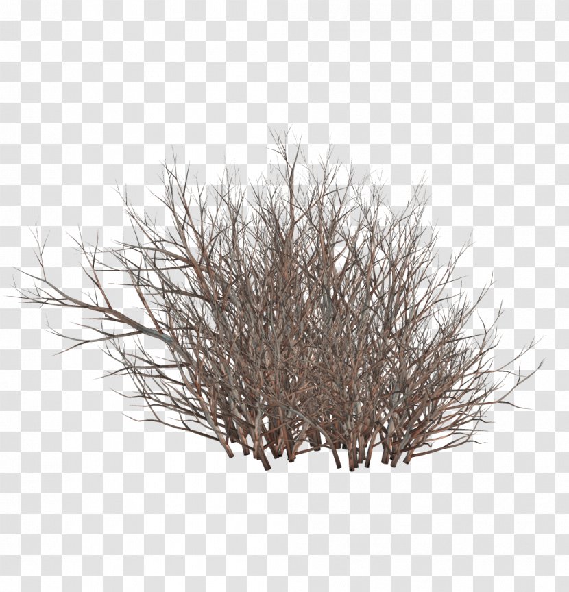 Twig Shrub Clip Art - Branch - Tree Transparent PNG