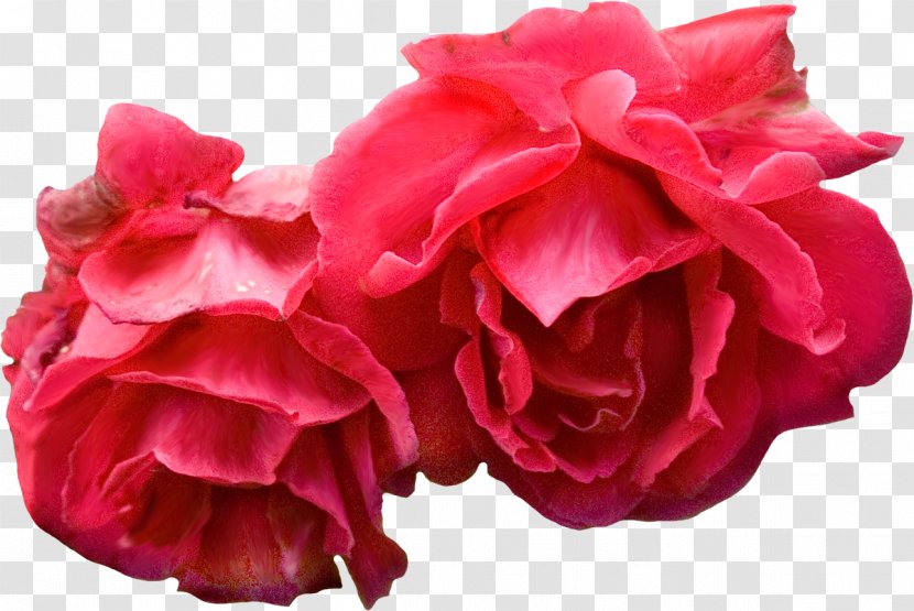 Flower Bouquet Garden Roses Red - Rose - Blue Transparent PNG