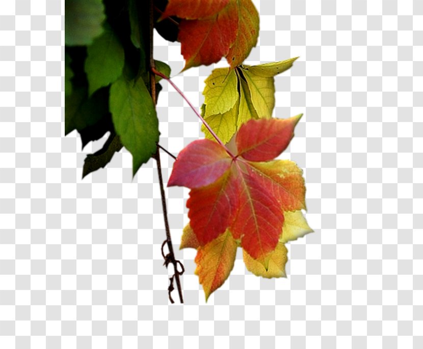 Leaf Autumn Petal Deciduous Transparent PNG