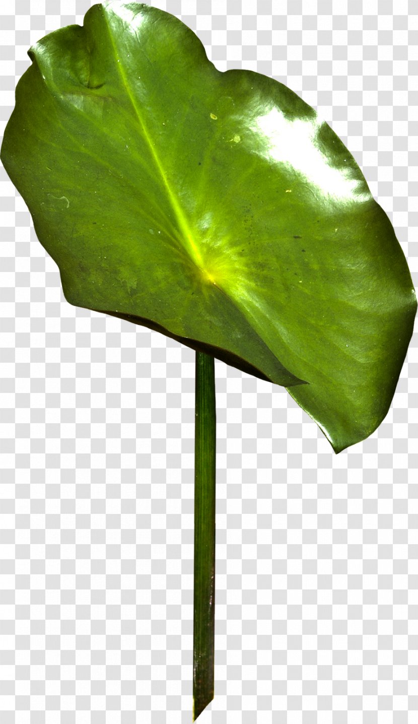 Leaf Autumn Plant Stem TinyPic Transparent PNG