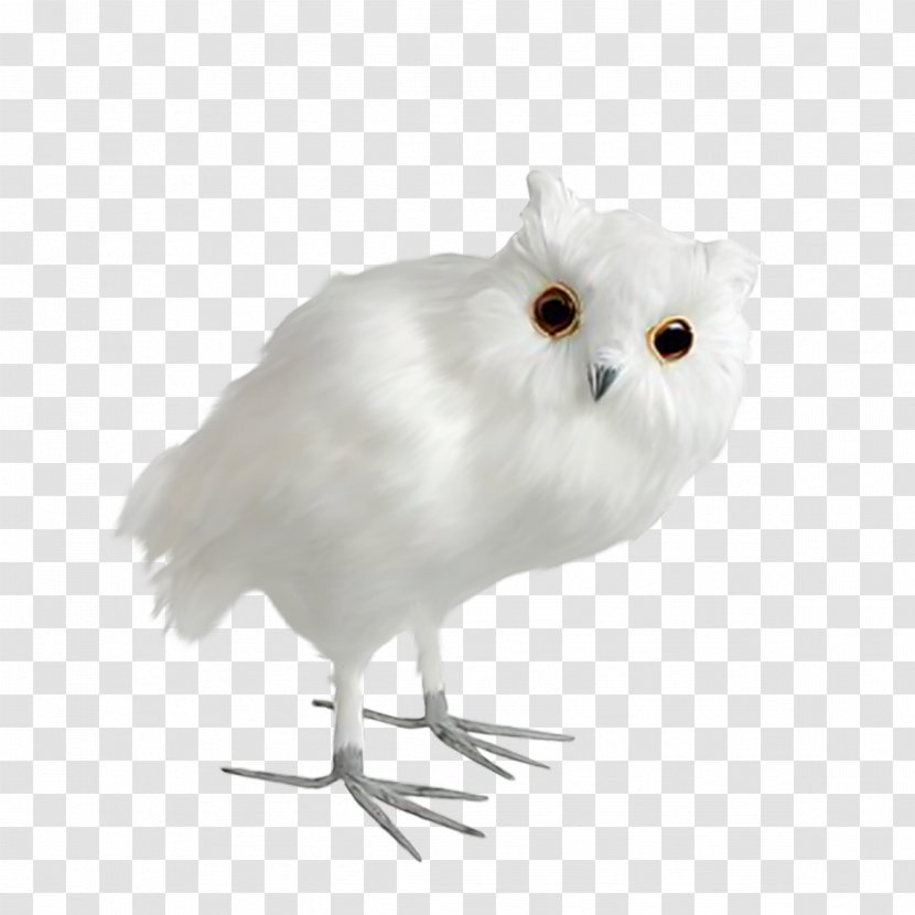 Little Owl Bird Chouettes Et Hiboux Dxe9coration - Wildlife Transparent PNG