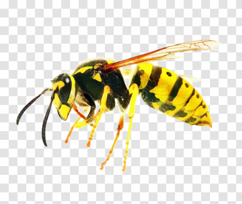 Honey Background - Fly - Carpenter Bee Transparent PNG