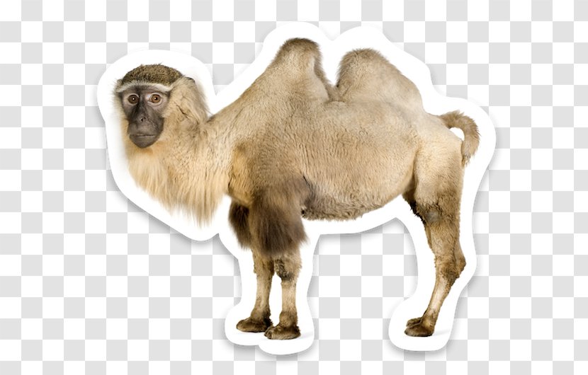 Wild Bactrian Camel Dromedary Sahara - Wildlife Transparent PNG