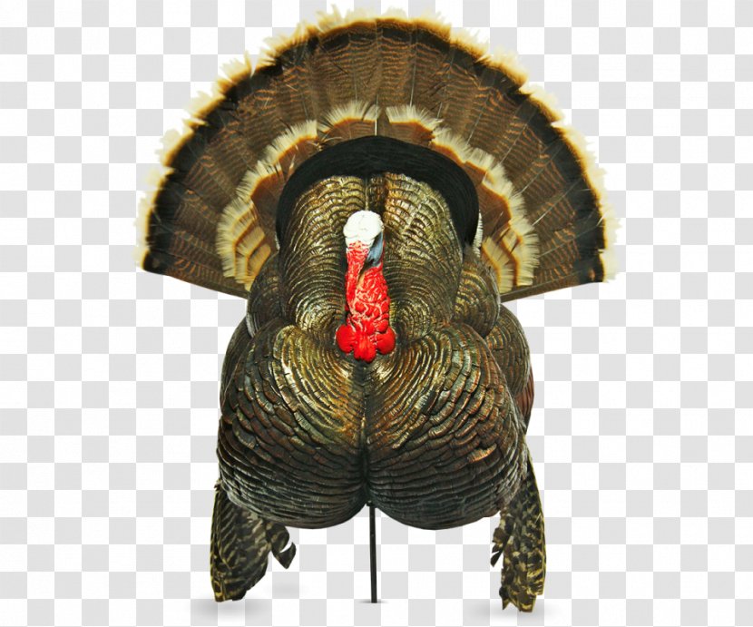 Decoys Domesticated Turkey Hunting - Beak Transparent PNG