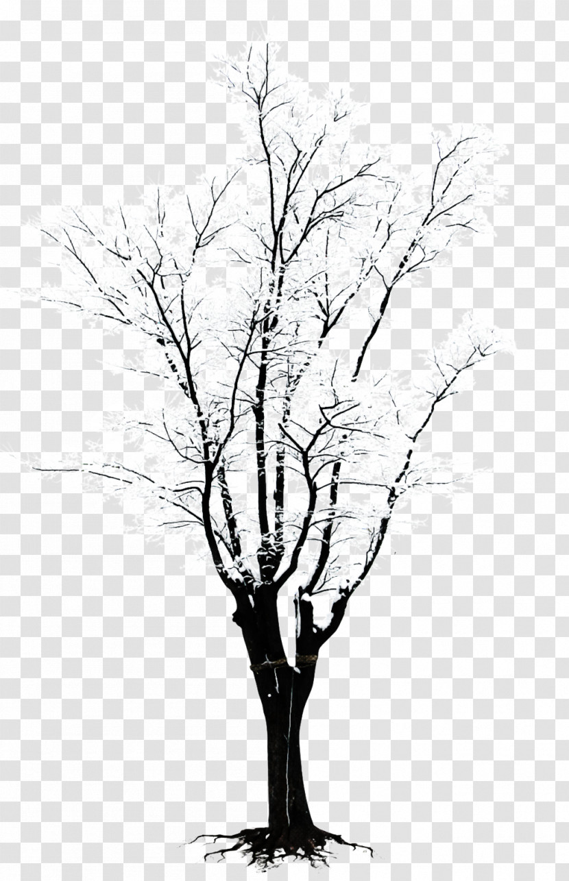 Tree Branch Woody Plant Plant Twig Transparent PNG