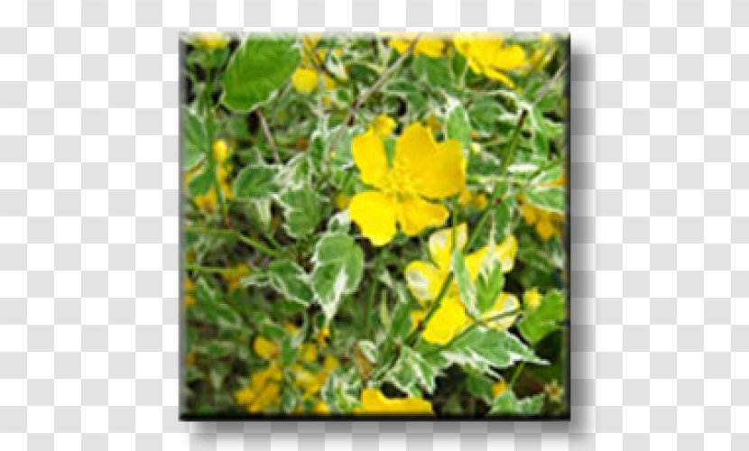 Kerria Japonica Shrub Garden Variegation Leaf - Annual Plant Transparent PNG