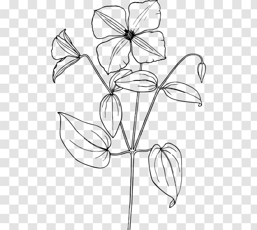 Arabian Jasmine Drawing Flower Sketch - Plant Stem Transparent PNG
