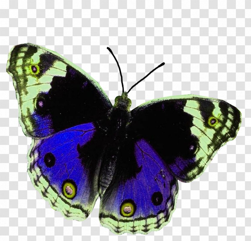 Butterfly House Animal High-definition Television - Brush Footed Transparent PNG