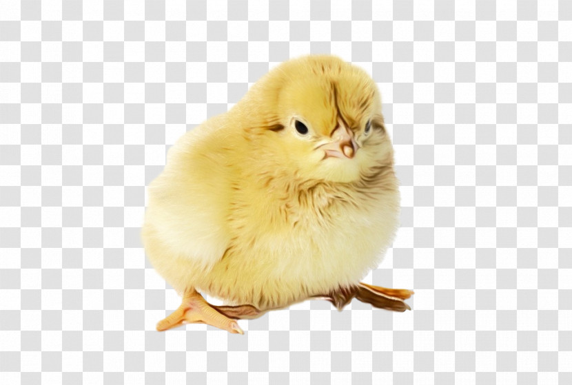 Chicken Yellow Bird Poultry Livestock Transparent PNG