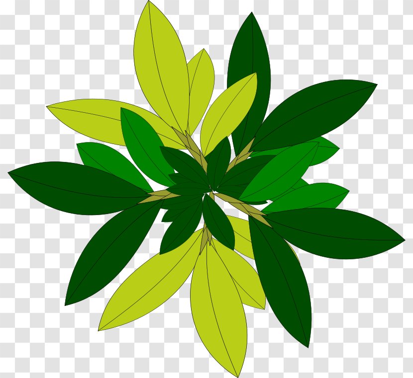 Tree Plant Clip Art - Arecaceae - Popular Cliparts Transparent PNG