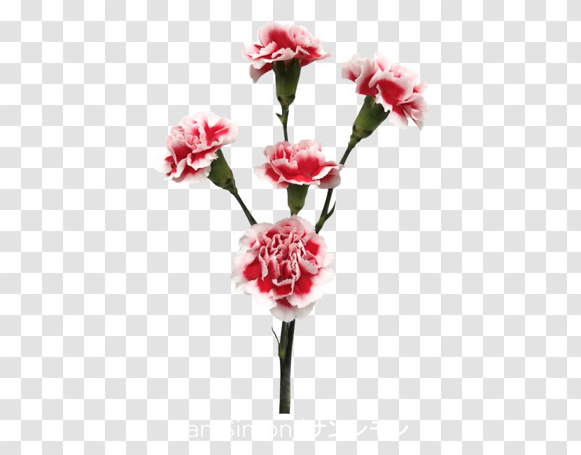 Garden Roses Cut Flowers Carnation - Flowering Plant - Carnations Colibri Transparent PNG