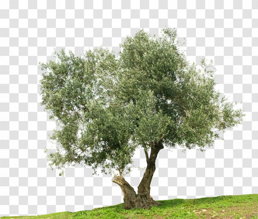 Greek Cuisine Olive Tree Stock Photography Mediterranean Basin - Woody Plant - Olives Transparent PNG