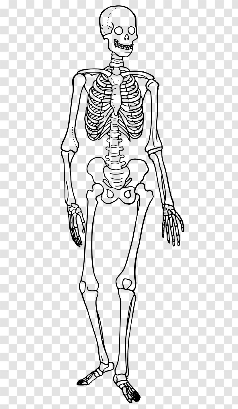 The Human Skeleton Skeletal System Bone - Cartoon - Body Transparent PNG