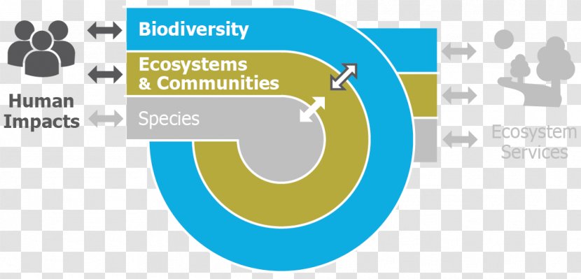 Sand Engine Ecosystem Services Natural Environment Biodiversity - Area Transparent PNG