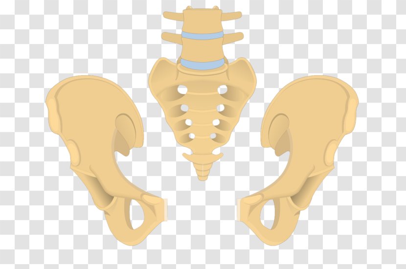 Pubis Hip Bone Superior Pubic Ramus Obturator Foramen Inferior - Heart - Sacrum Transparent PNG