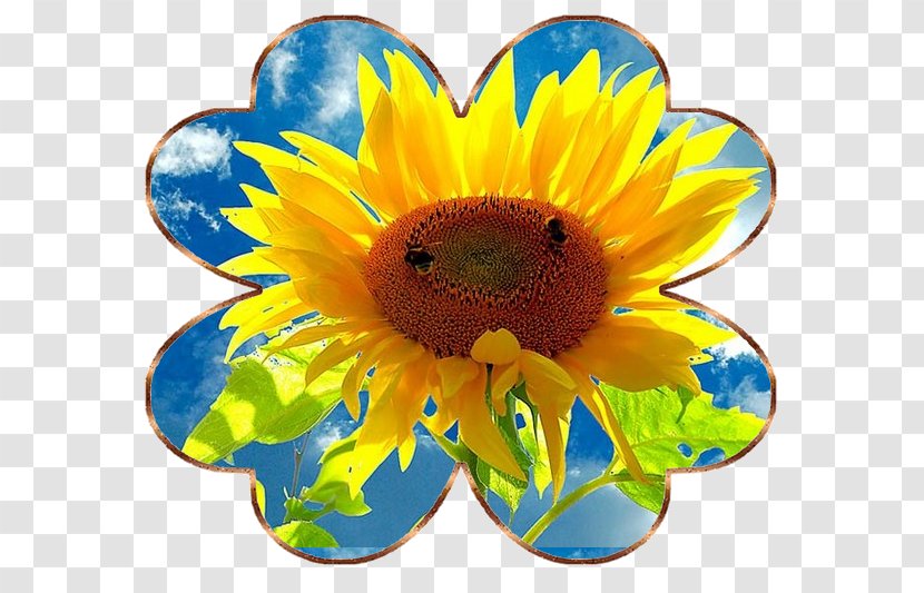 Common Sunflower Seed Bumblebee - Royaltyfree - Flower Transparent PNG