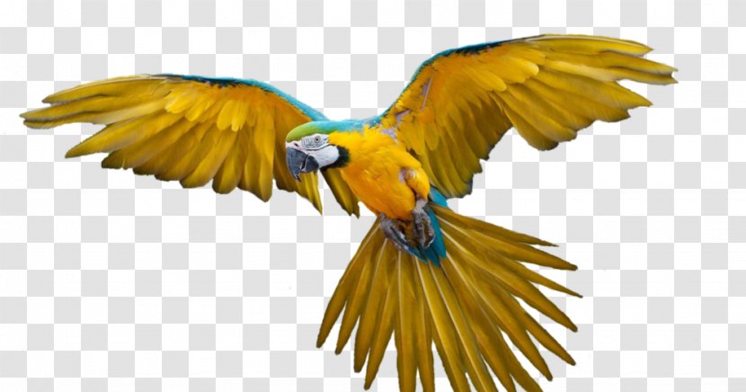 Parrot Bird Flight Macaw - Australian King Transparent PNG