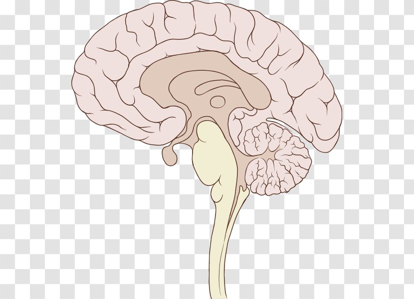 Human Brain Sagittal Plane Brainstem Anatomy - Tree Transparent PNG
