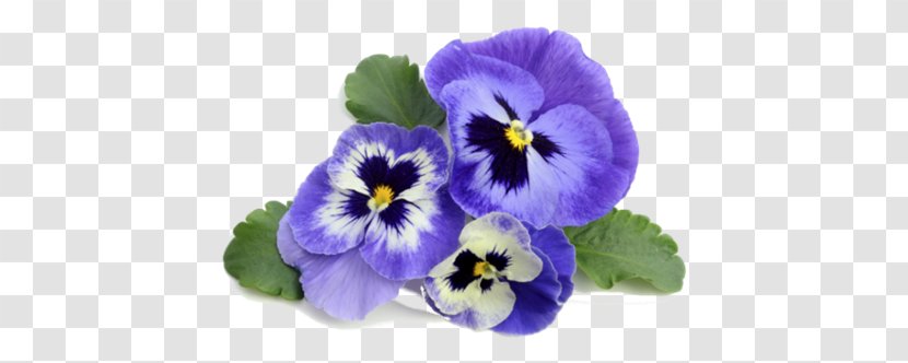 Pansy Violet Flower Stock Photography Transparent PNG