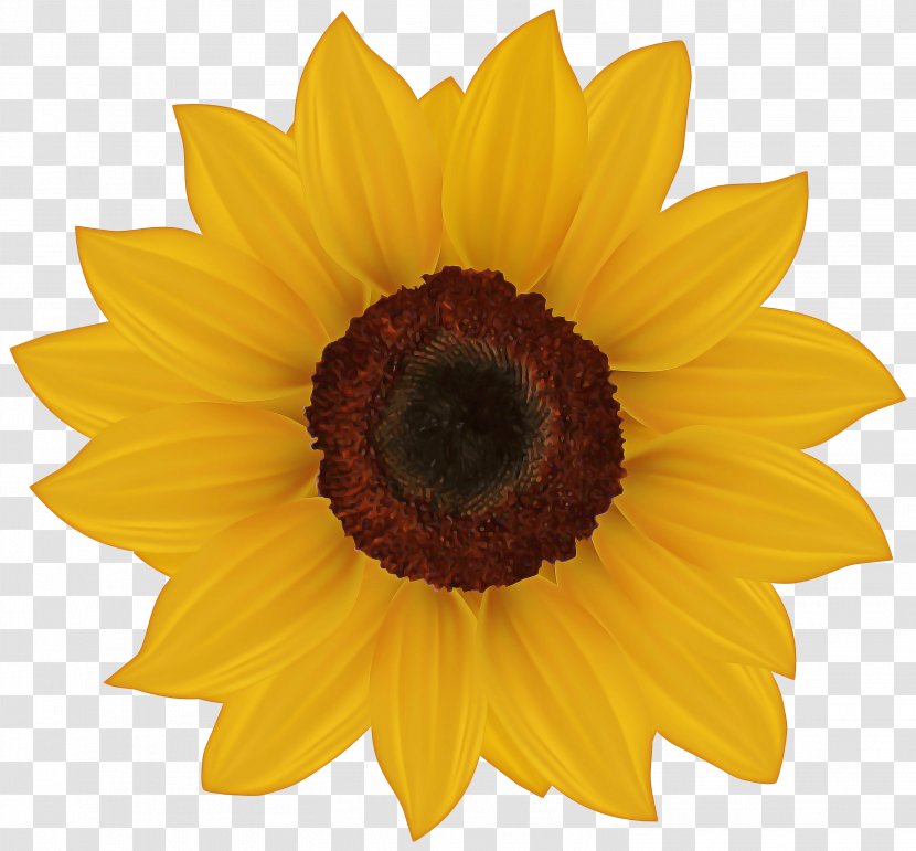 Drawing Of Family - Annual Plant - Blackeyed Susan Transparent PNG
