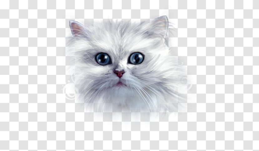 Asian Semi-longhair Ragamuffin Cat Siberian Persian Turkish Angora - British Semilonghair - Cute Transparent PNG