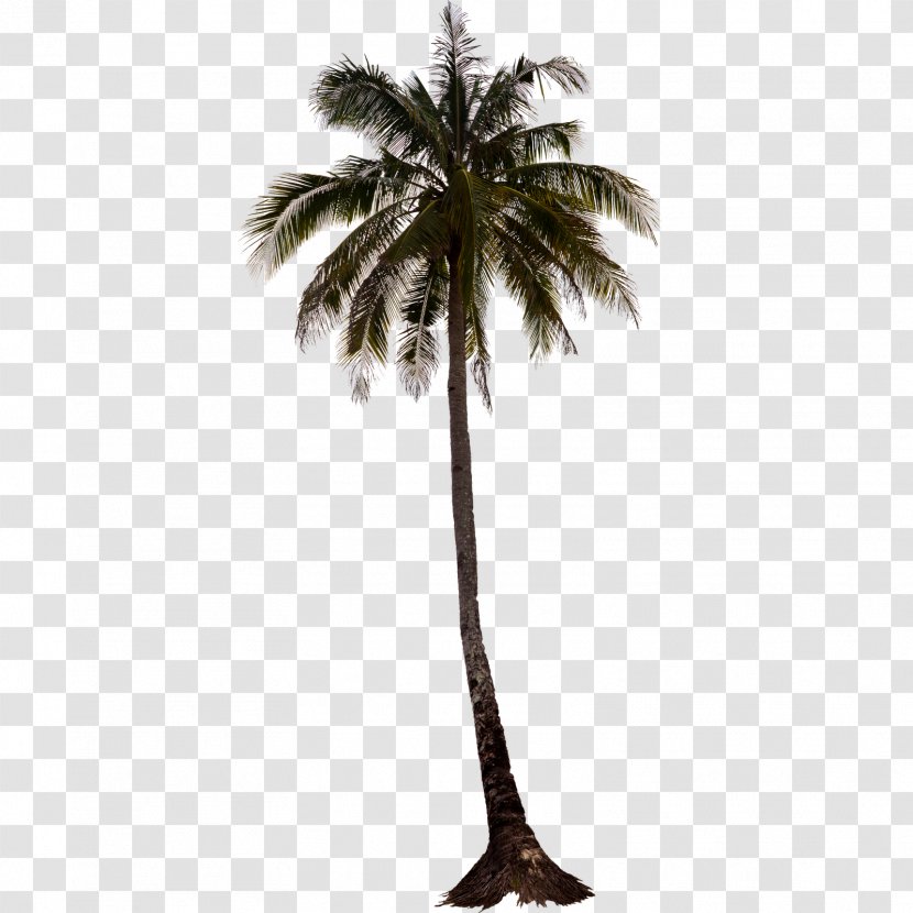 IPhone 5s Arecaceae Tree - Coconut - Palm Transparent PNG